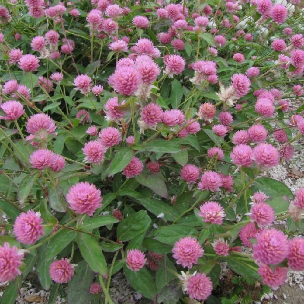 Puna-apila