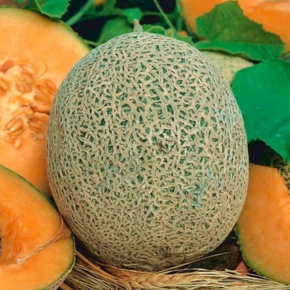 Meloni 'Emir' F1