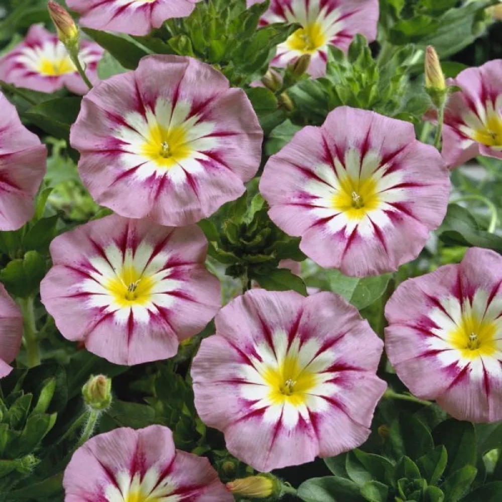 Kolmivärikierto 'Rose Ensign'