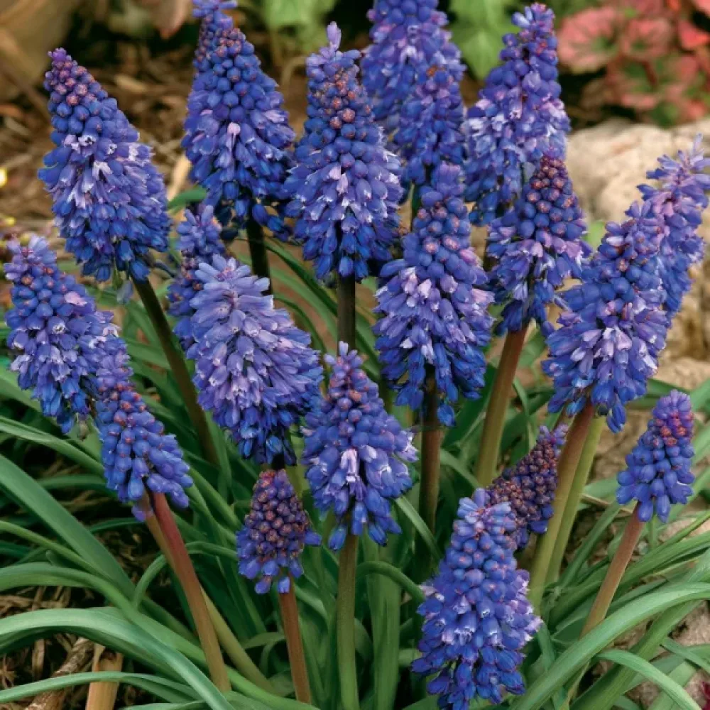 Helmililja 'Blue Spike Armeniacum'