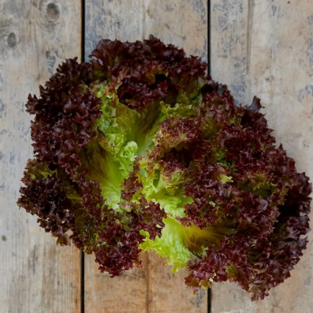 Salaatti 'Lollo Rossa'