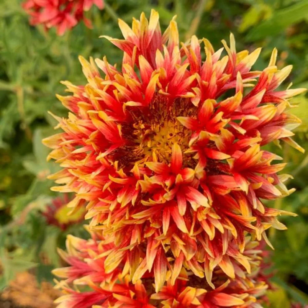 Kokardikukka 'Lorenziana', sekoitus