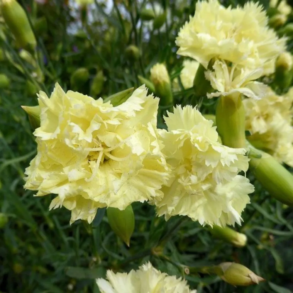 Neilikka 'Grenadin' – keltainen