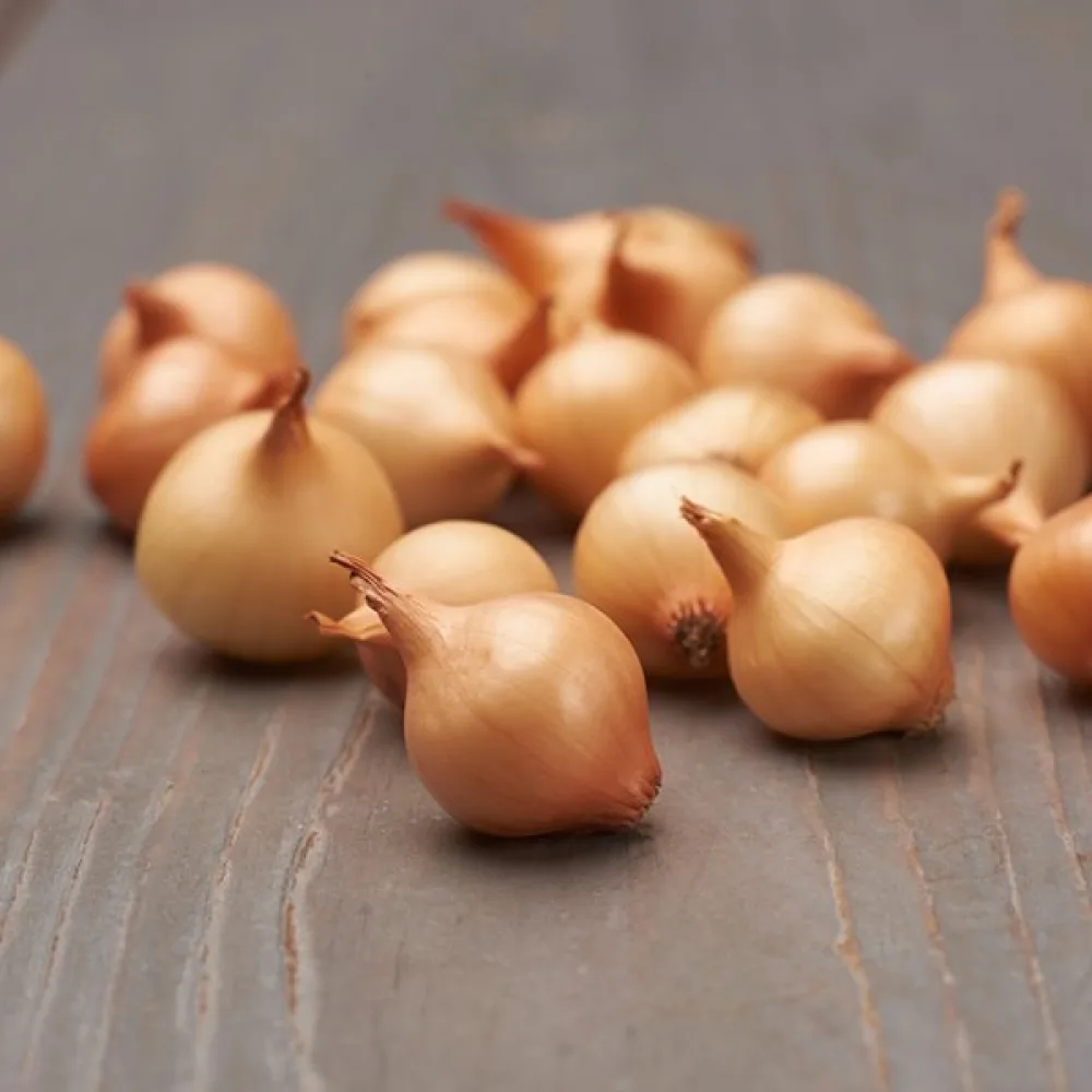 Ruokasipuli 'Stuttgarter Riesen'
