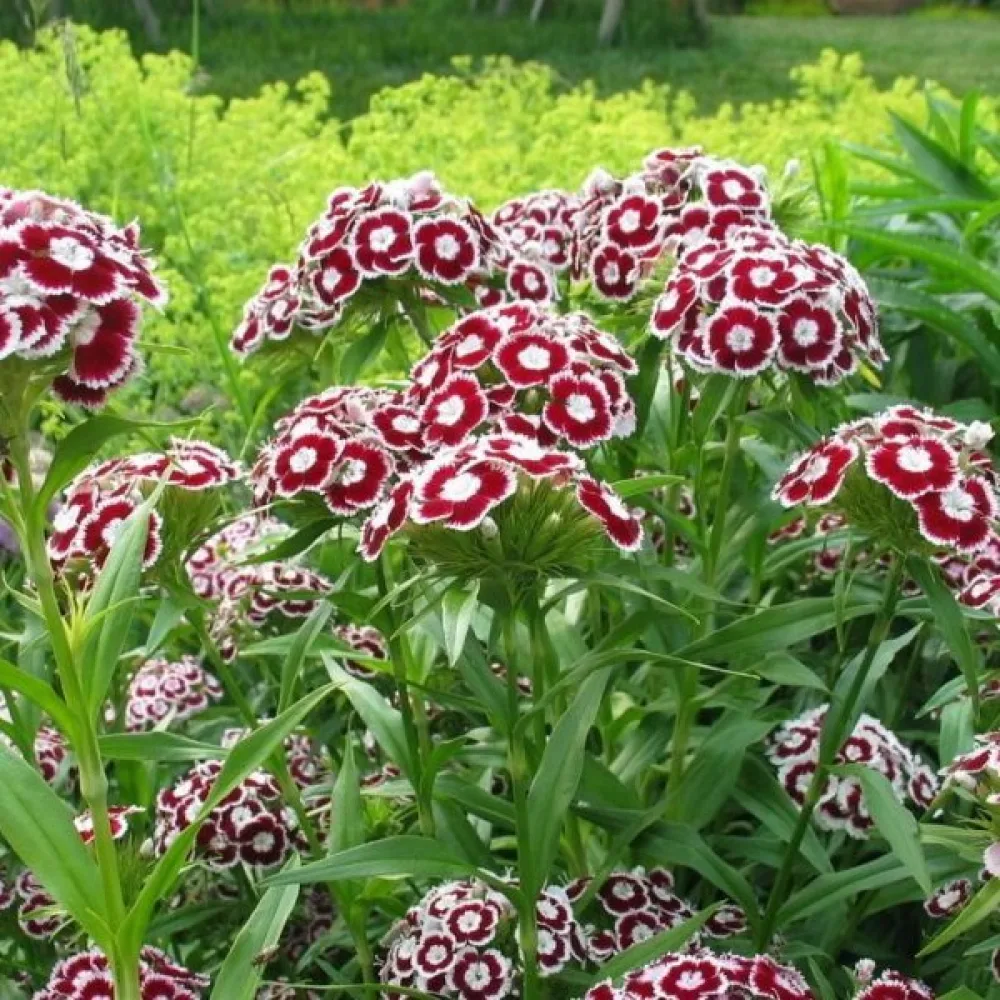 Harjaneilikka 'Holborn Glory' – valkoinen