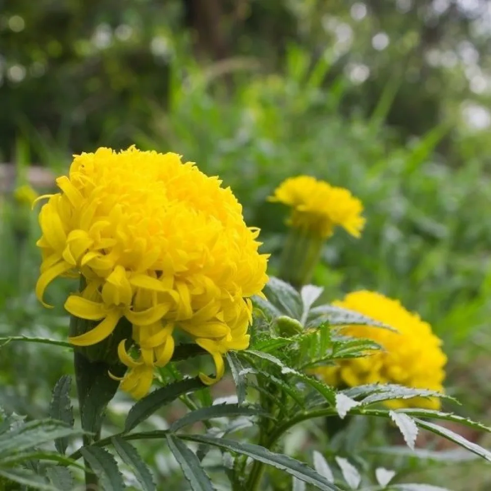 Kookossamettikukka 'Fantastic Yellow'