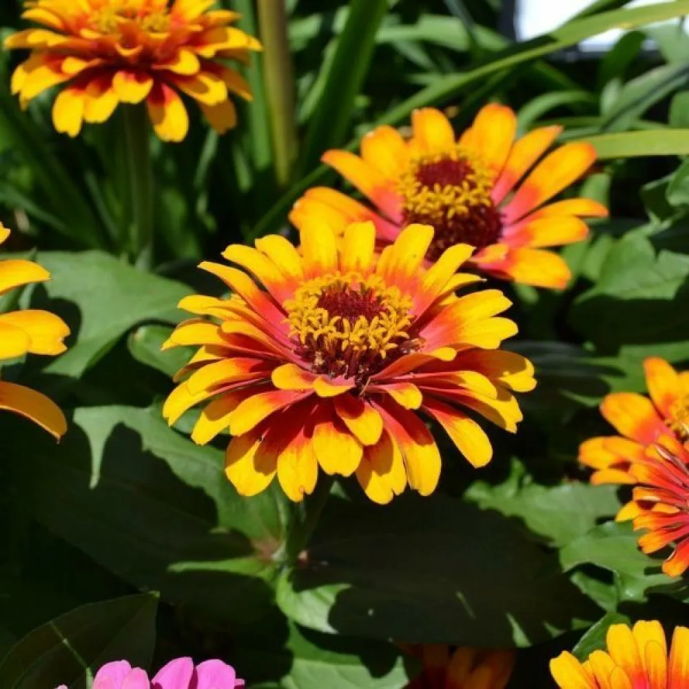 Zinnia haageana 'Old Mexico' (sekoitus)