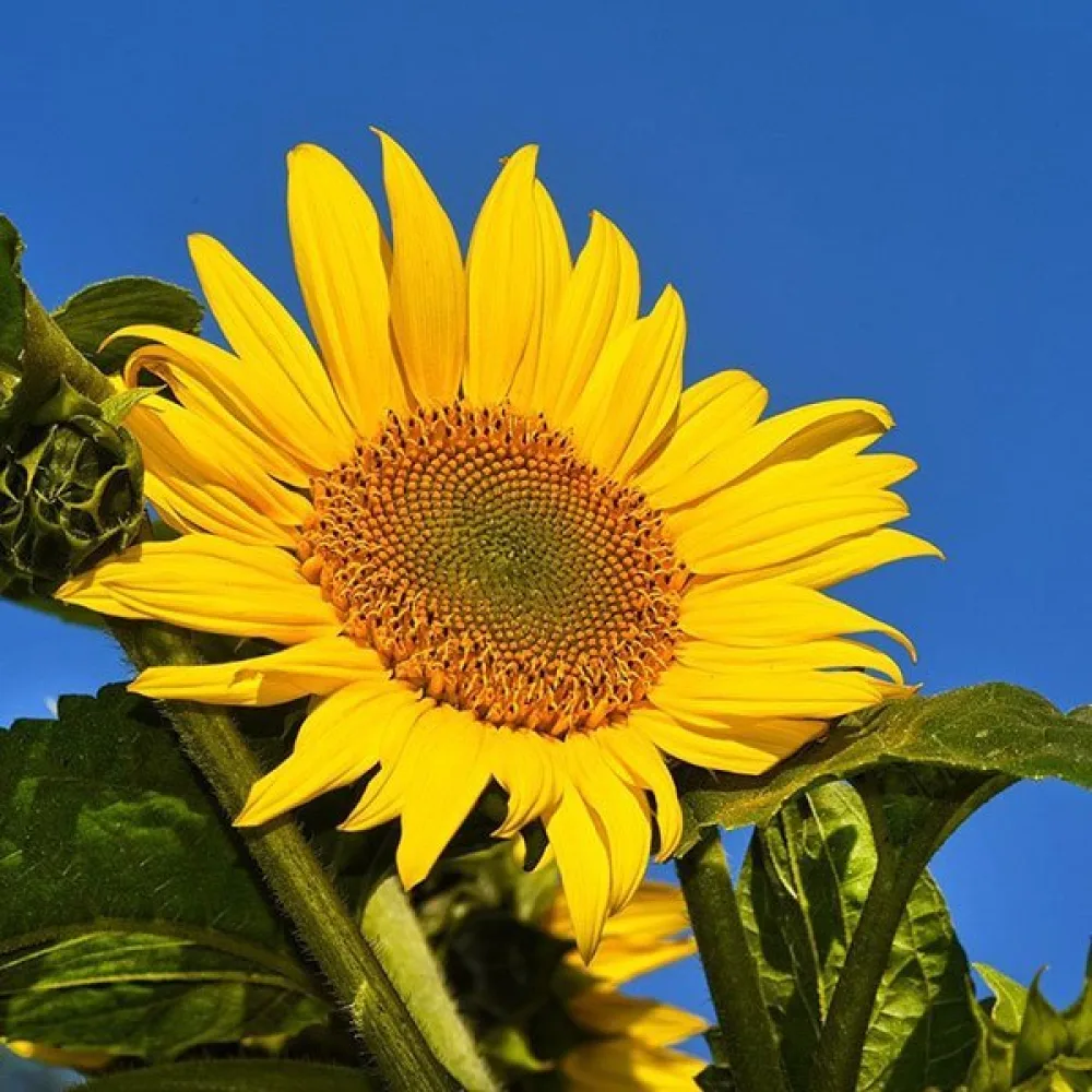 Auringonkukka 'Yellow Giant'
