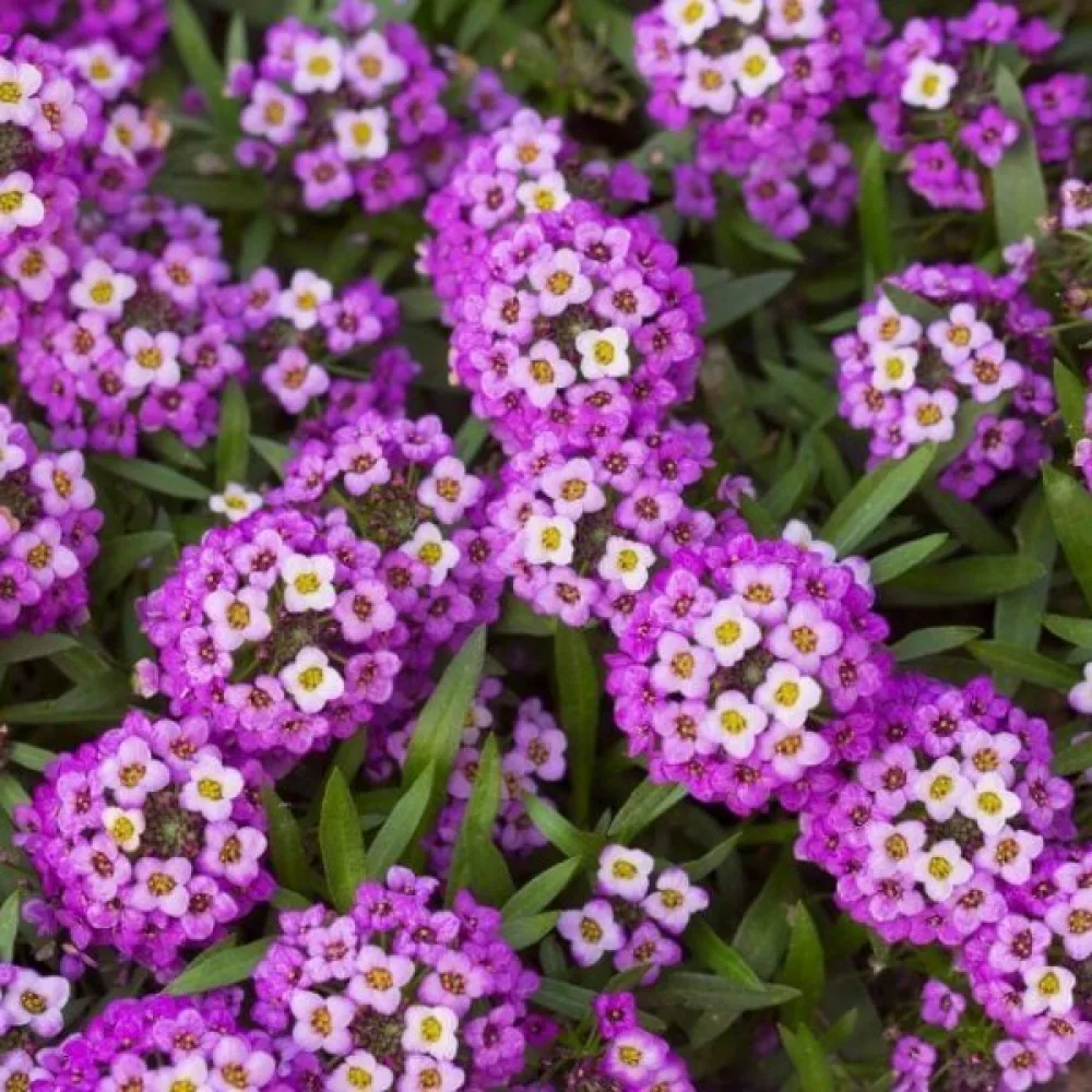 Tuoksukilpiruoho 'Violet Queen'