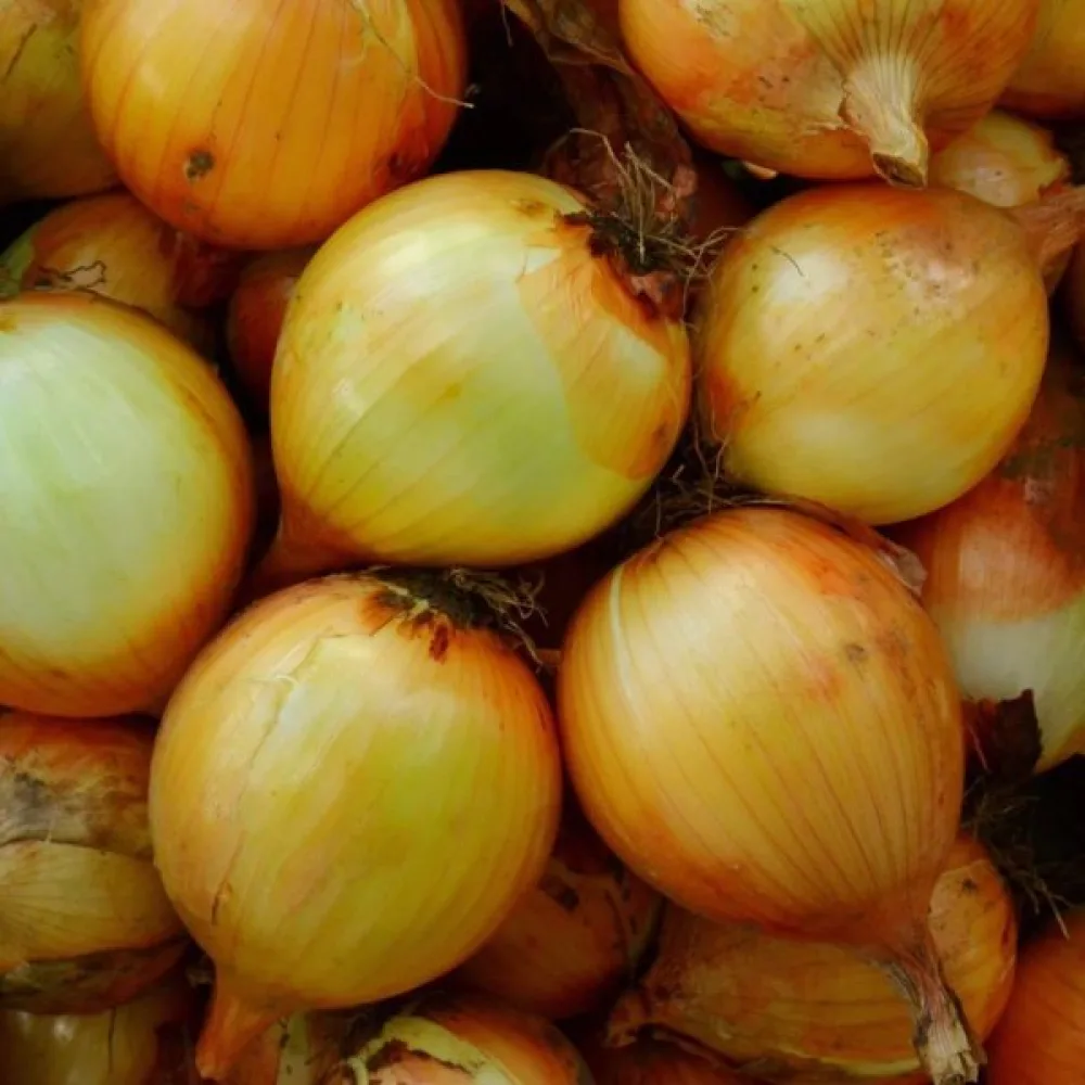 Ruokasipuli 'Yellow Sweet Spanish'