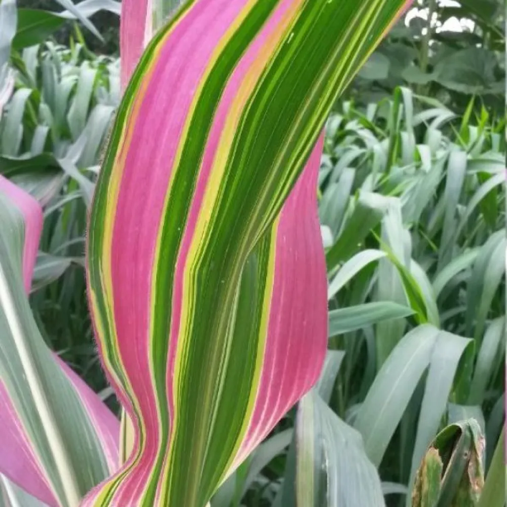 Koristemaissi 'Variegata'