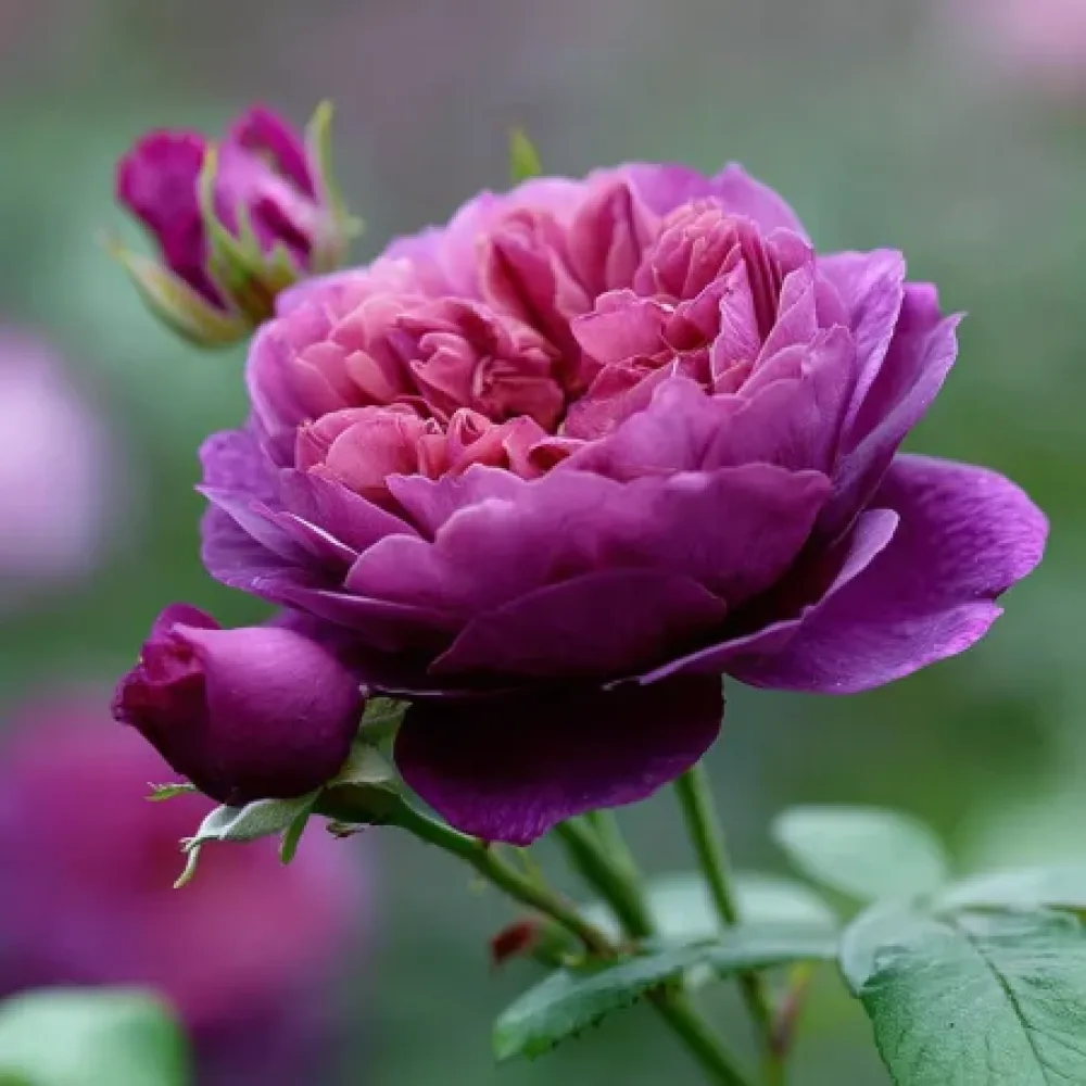 Ruusu 'Purple Harmony' – paljasjuurinen