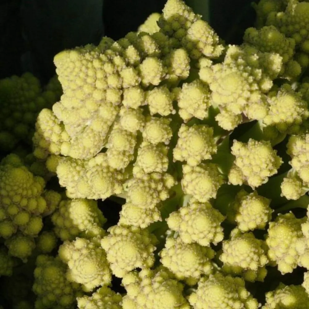 Kukkakaali 'Romanesco Natalino'