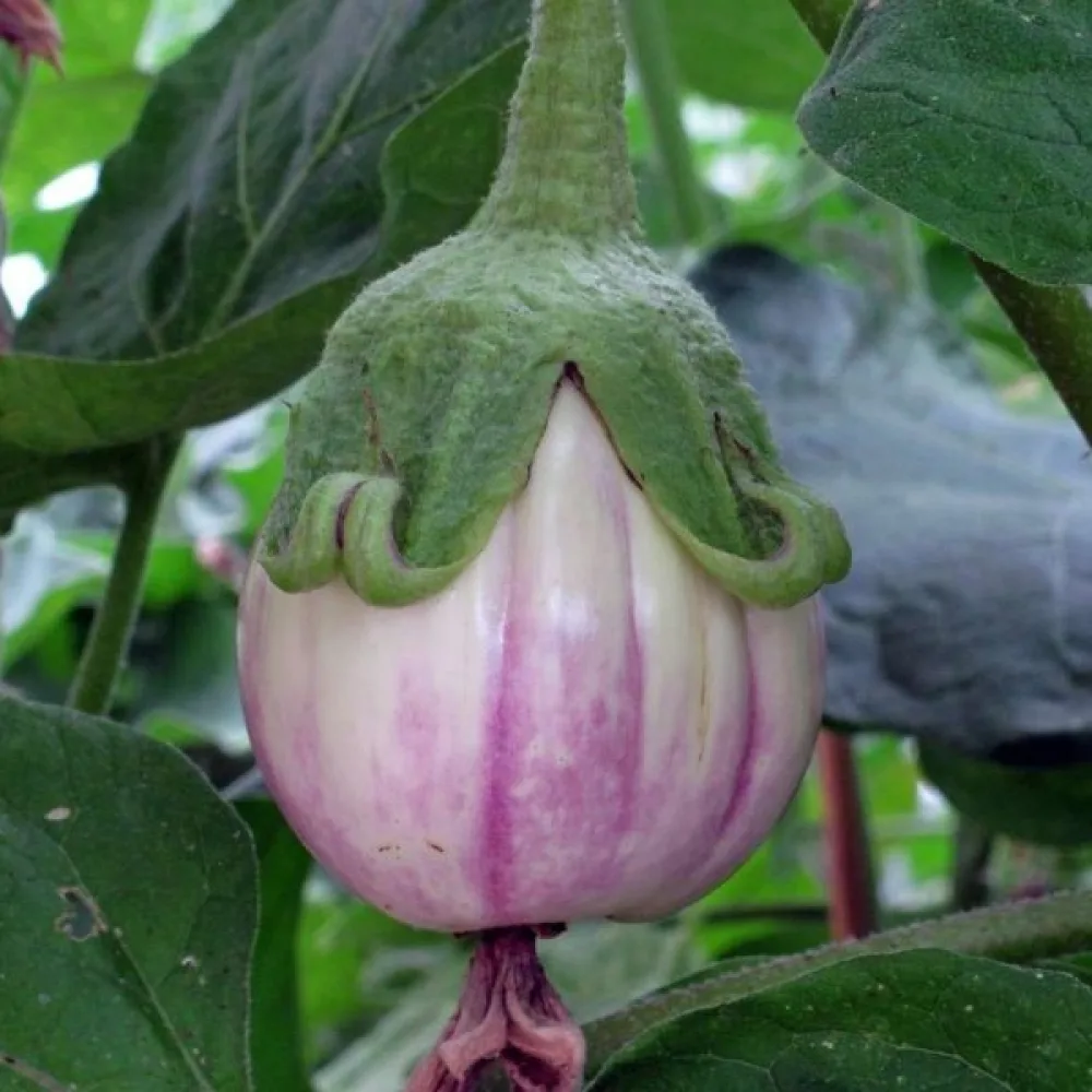 Munakoiso 'Rotonda Bianca Sfumata di Rosa'