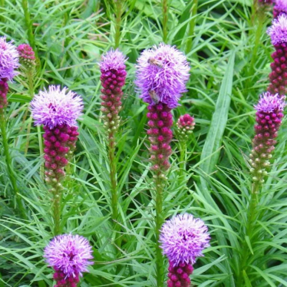 Tähkäkimikki Liatris spicata – roosanvioletti