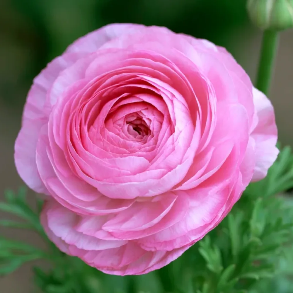 Aasianleinikki 'Pink Tomer'