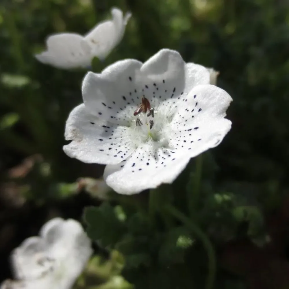 Nemophila – lajisekoitus