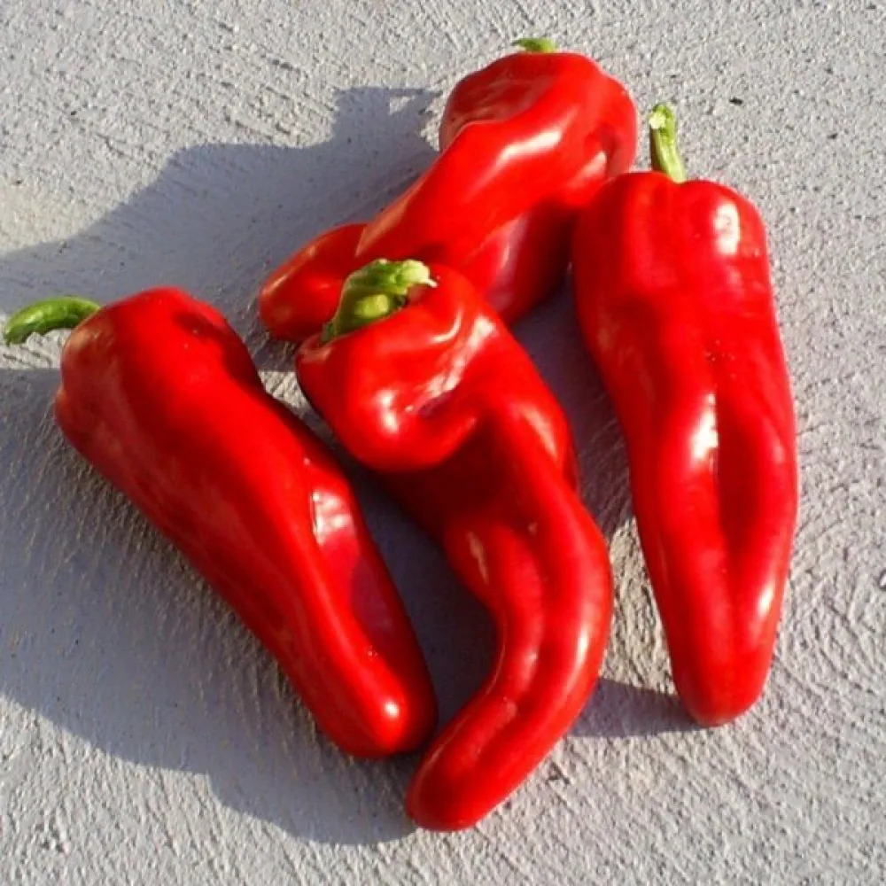 Paprika 'Dulce de España'