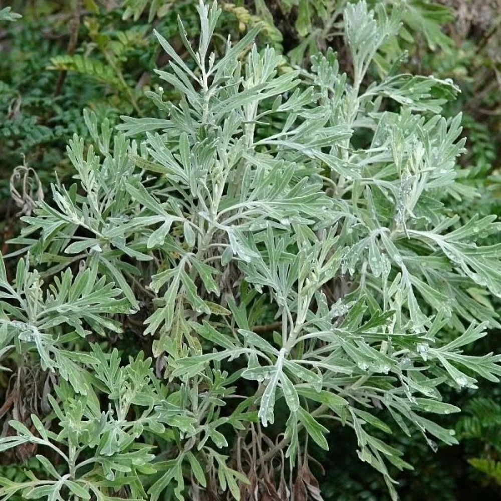 Koiruoho Artemisia absinthium