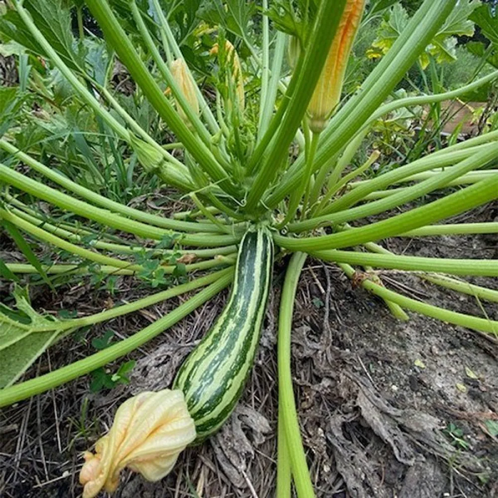 Kesäkurpitsa 'Striato d'Italia'