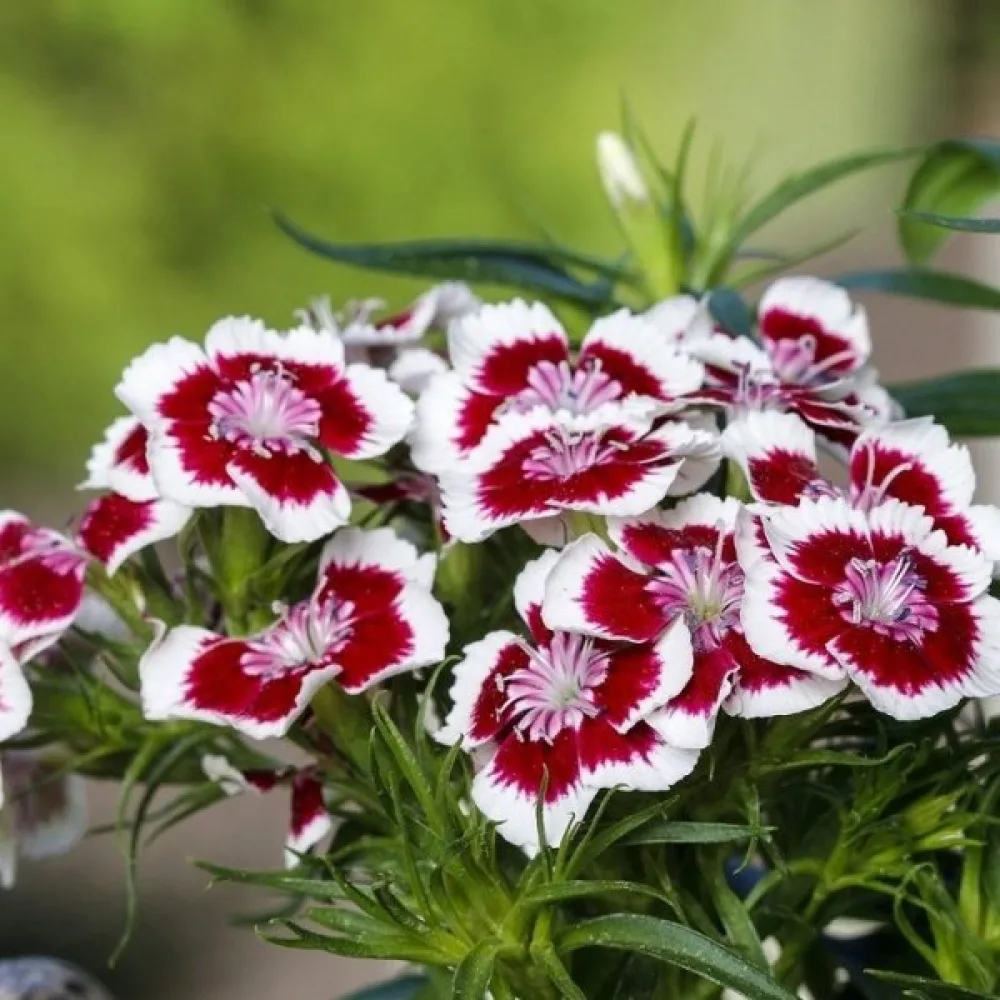 Harjaneilikka 'Holborn Glory' – valkoinen