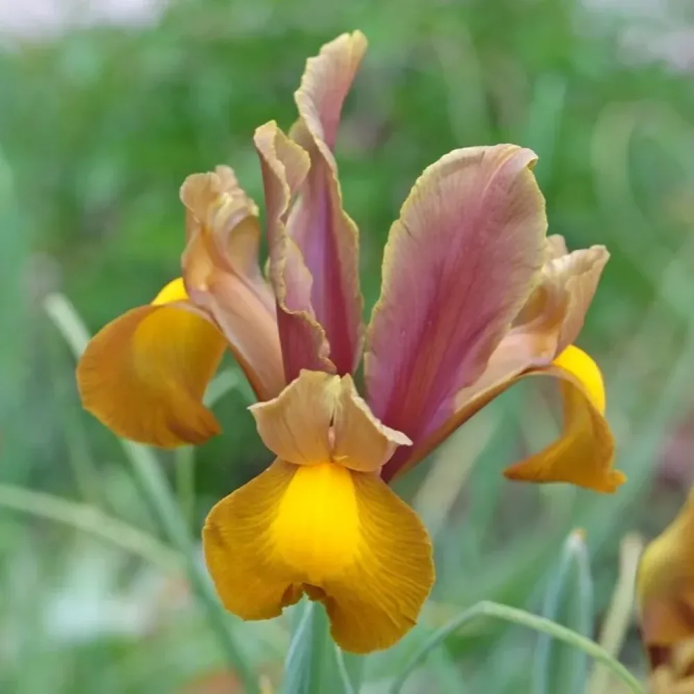 Kurjenmiekka 'Bronze Perfection'