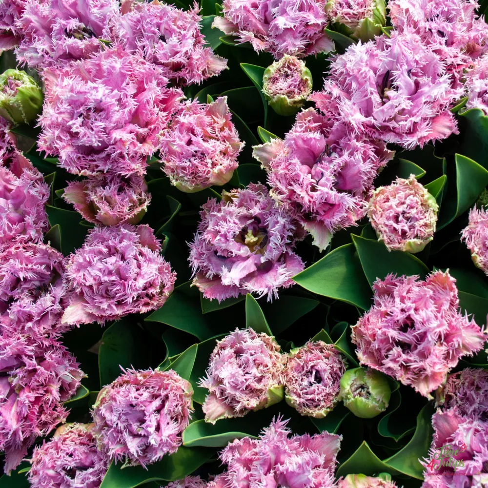 Tulppaani 'Newcastle'