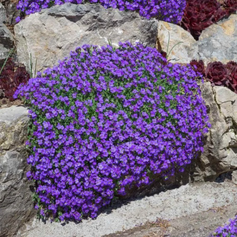 Aubrietia 'Whitewell Gem'