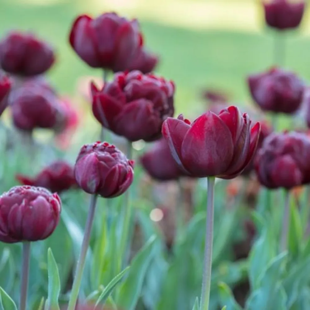 Tulppaani 'Uncle Tom'