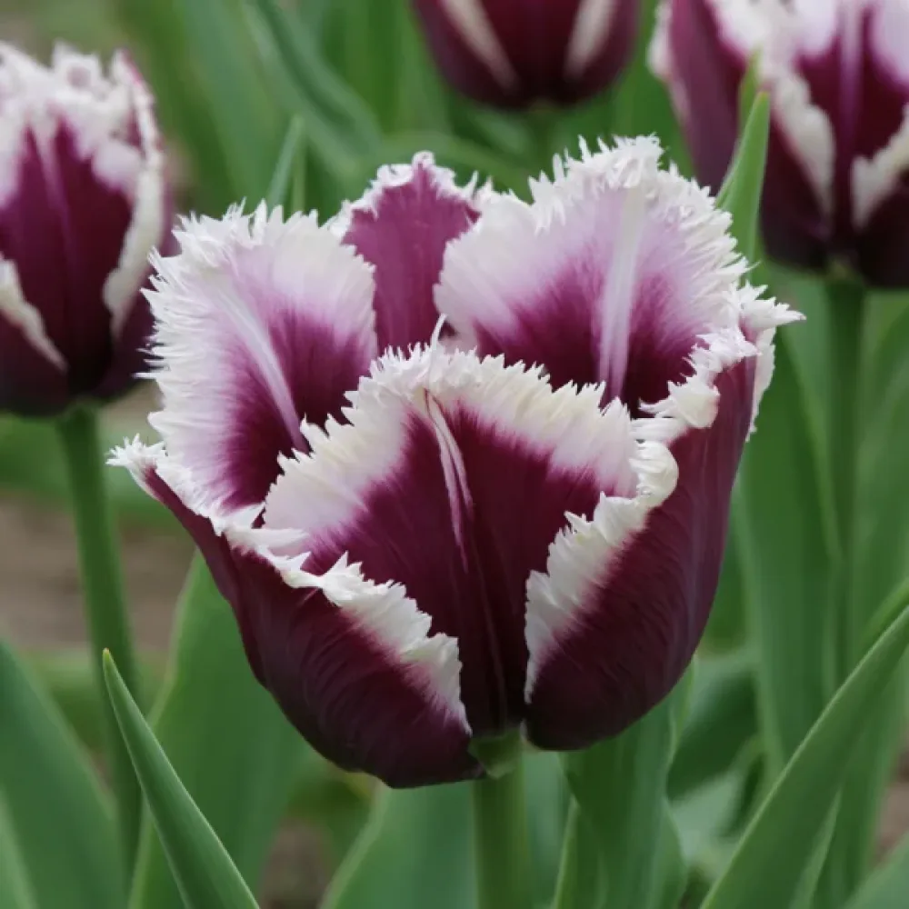 Tulppaani 'Rimini'