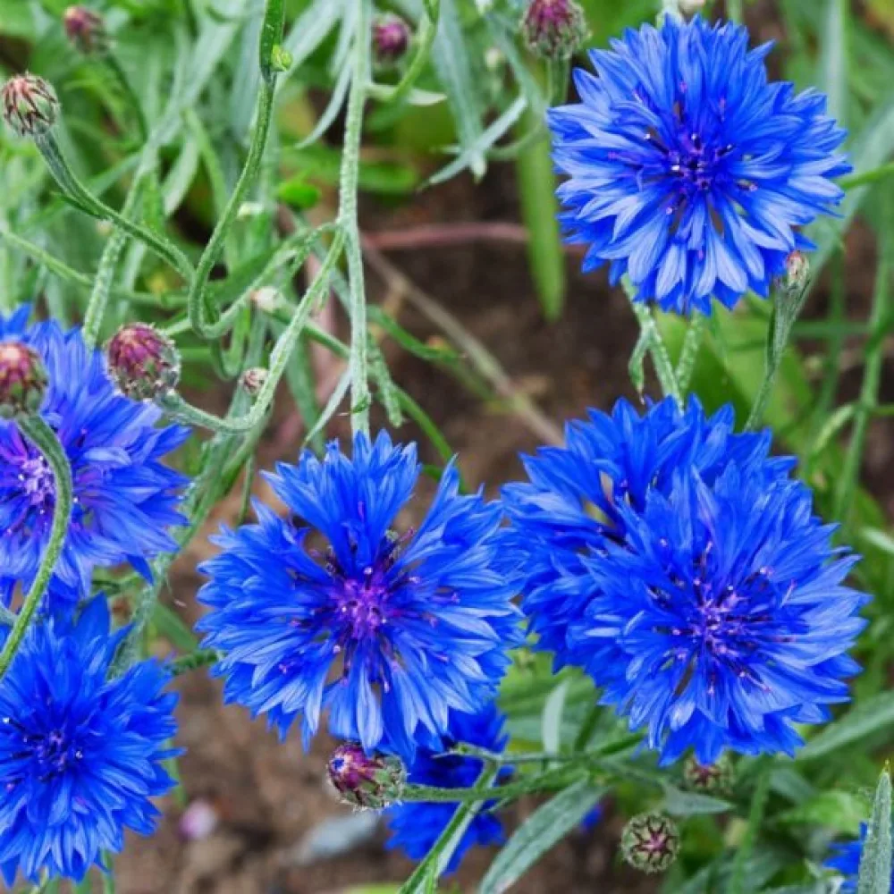Ruiskaunokki Centaurea cyanus, luonnonmuoto, sininen