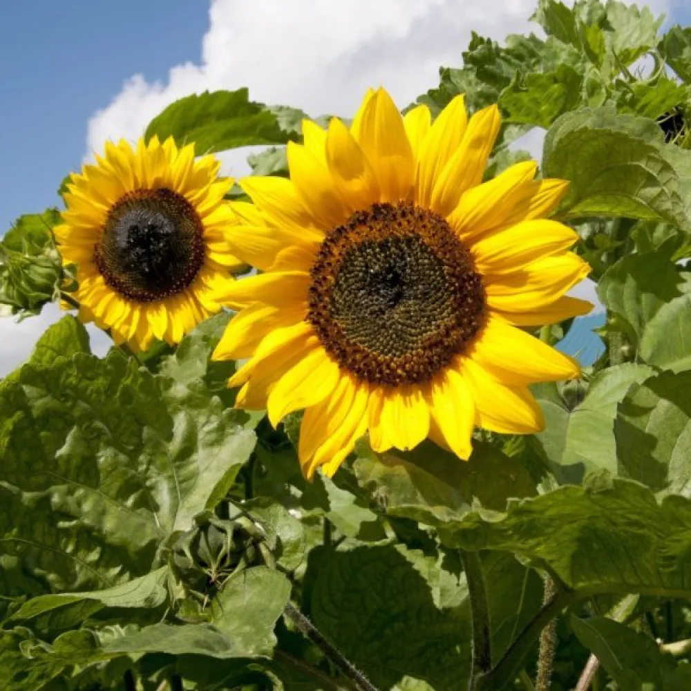 Auringonkukka 'Sunshine'