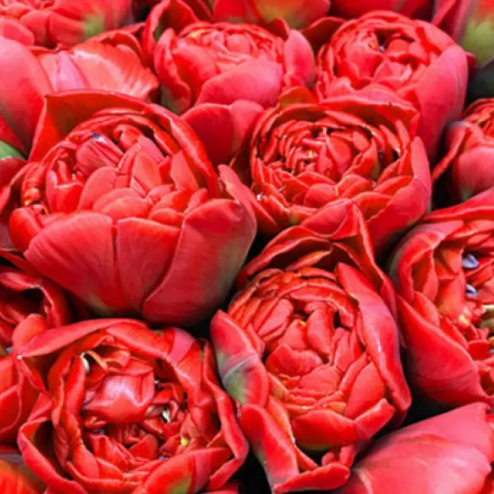 Tulppaani 'Miranda'