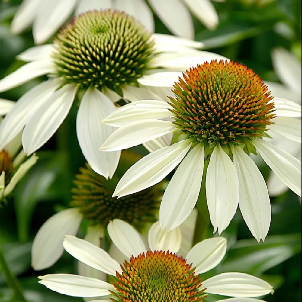 Kaunopunahattu 'White Swan'