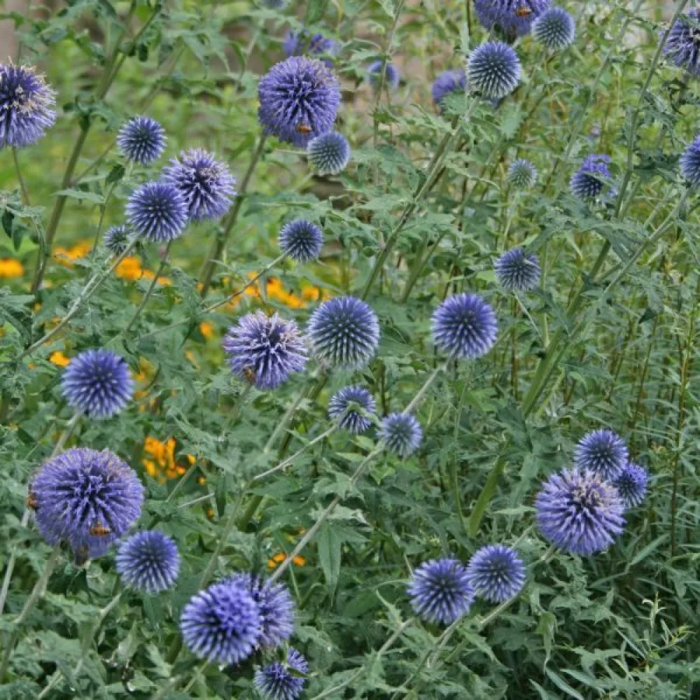 Pallo-ohdake Echinops bannaticus, sininen
