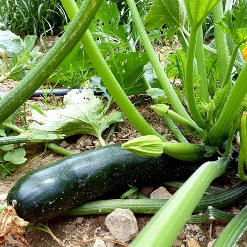 Kesäkurpitsa 'Black Beauty'