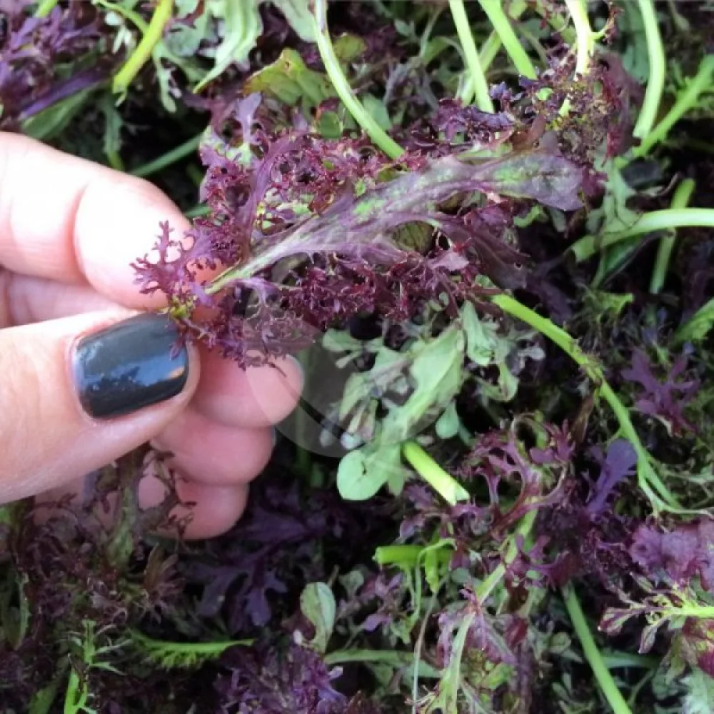 Sareptansinappi 'Frilly Red' versoiksi