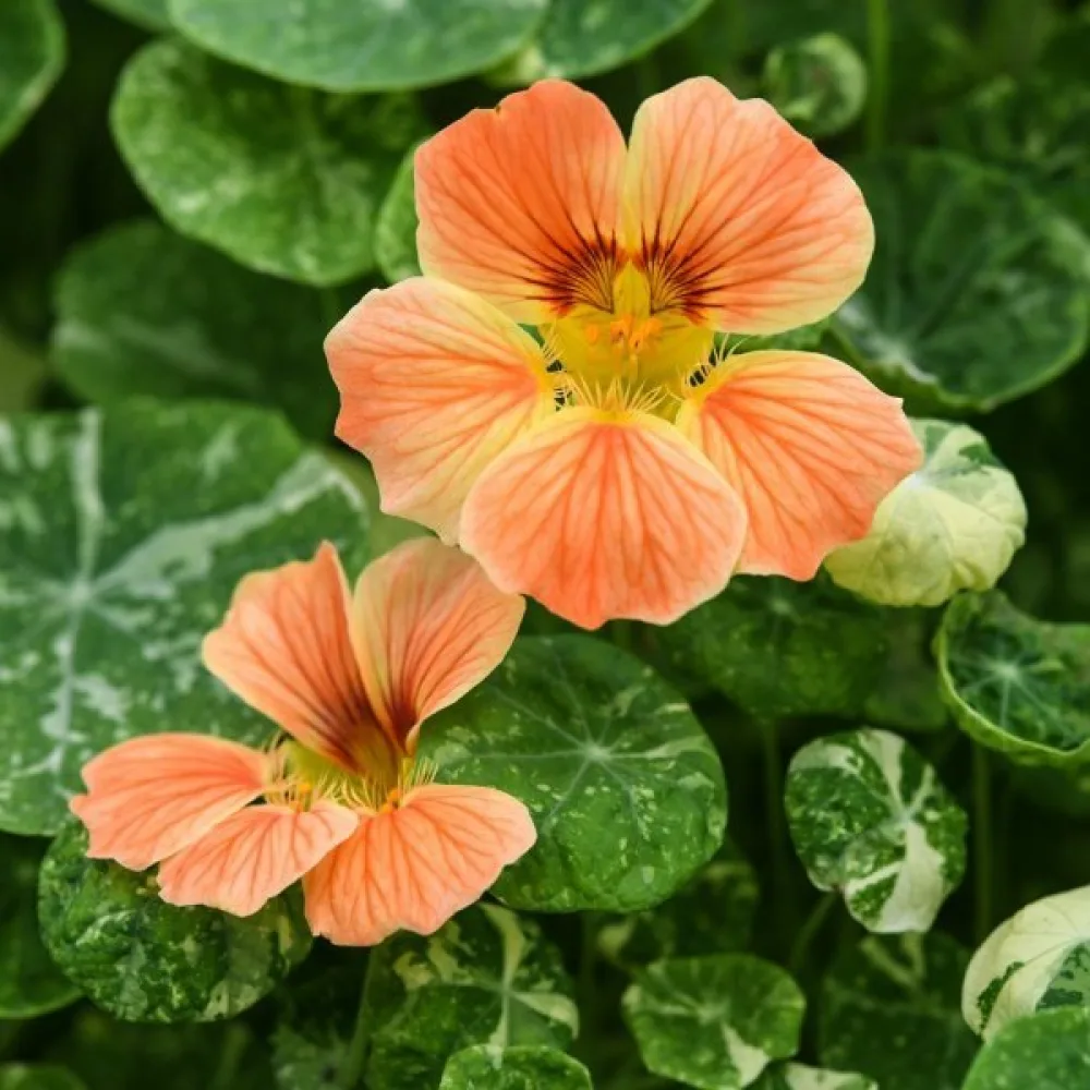Köynnöskrassi 'Alaska Salmon Orange'