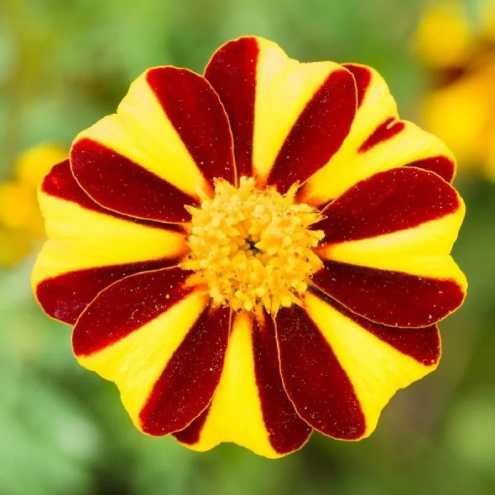 Ruusukesamettikukka 'Mrs Majesty'