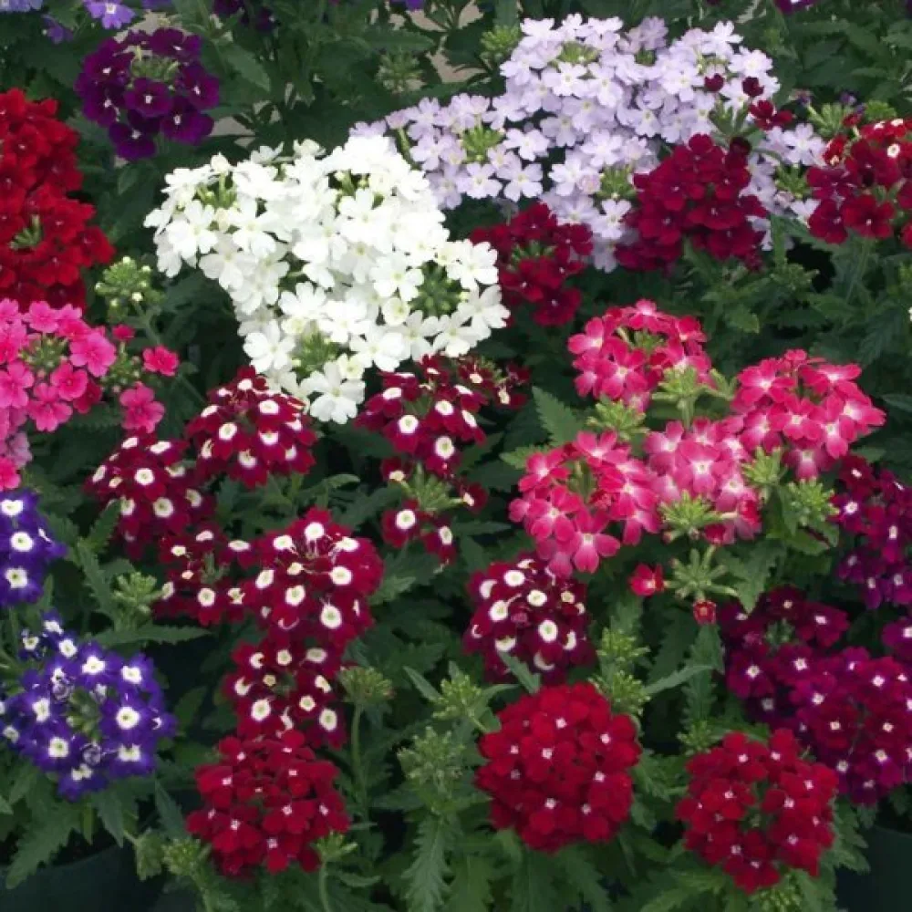 Tarhaverbena 'Ideal Florist' (sekoitus)