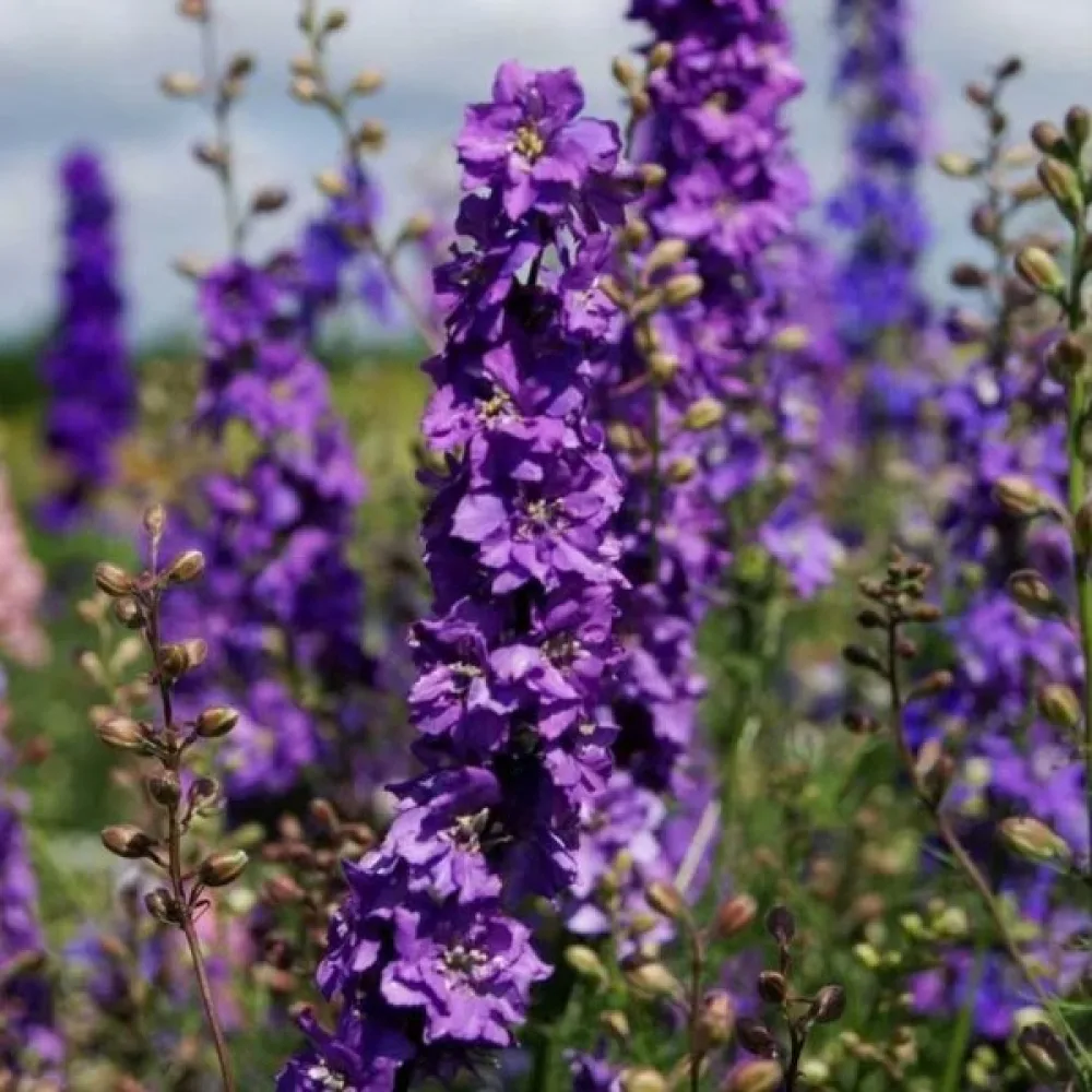 Kesäkukonkannus 'Lilac Spire' – lila