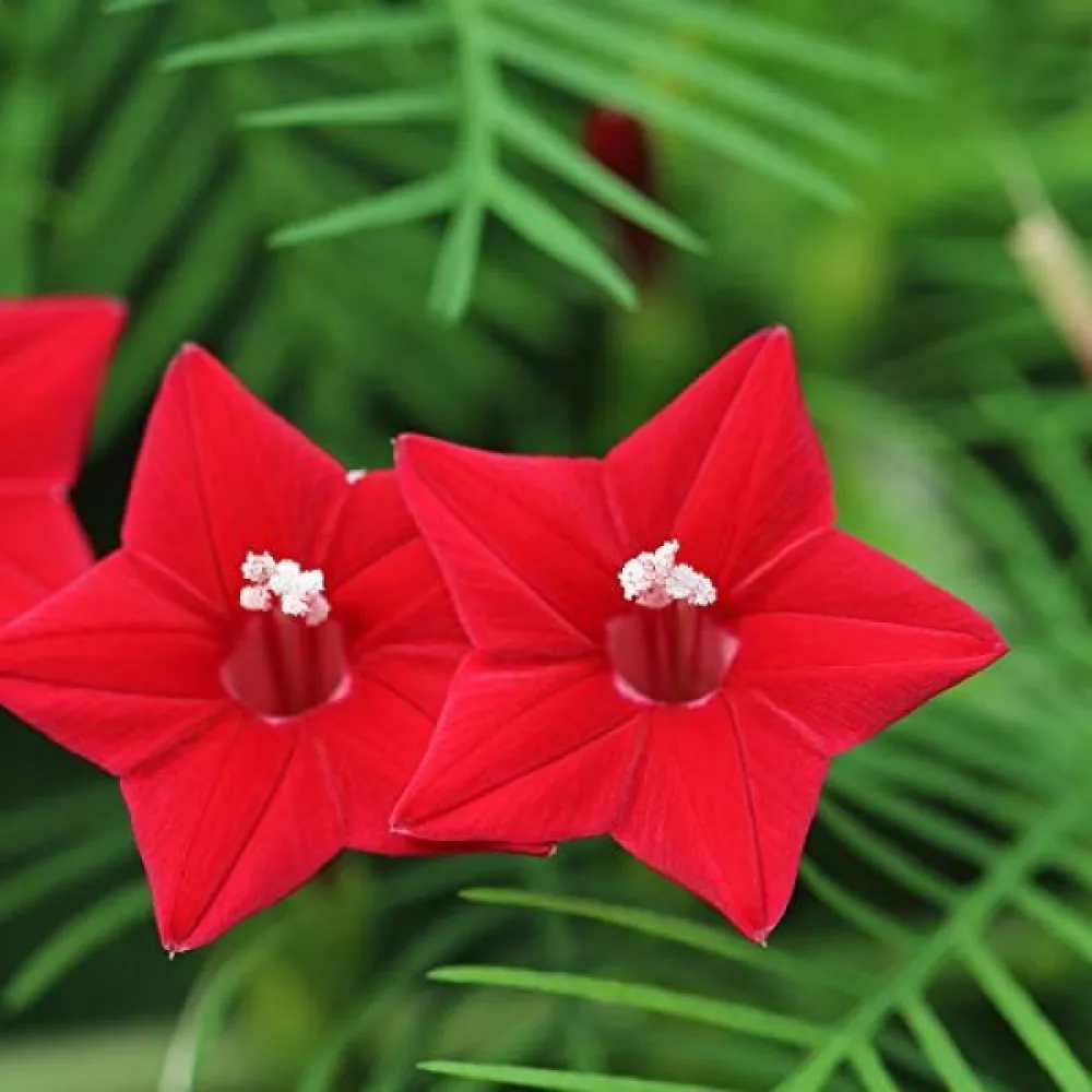 Sypressiköynnös Ipomoea pennata – punainen