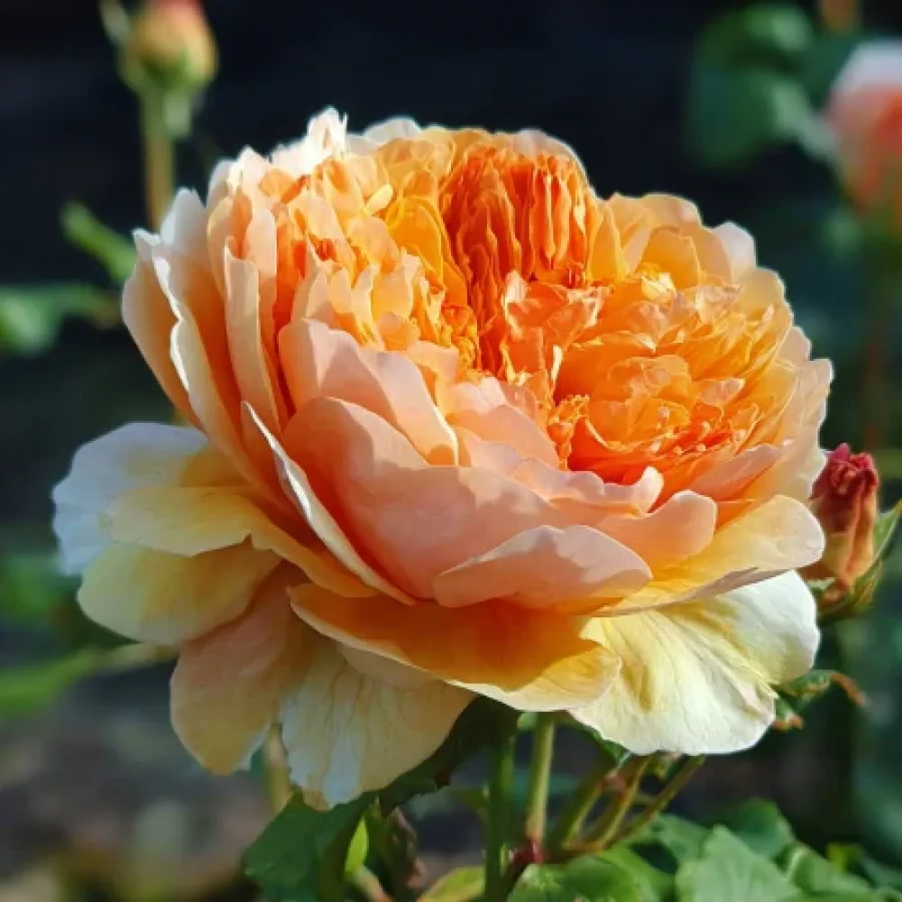 Ruusu 'Sofia Garden' – paljasjuurinen
