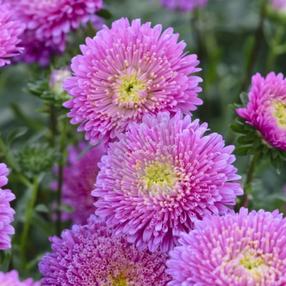 Kesäasteri 'Baronesse' – roosa