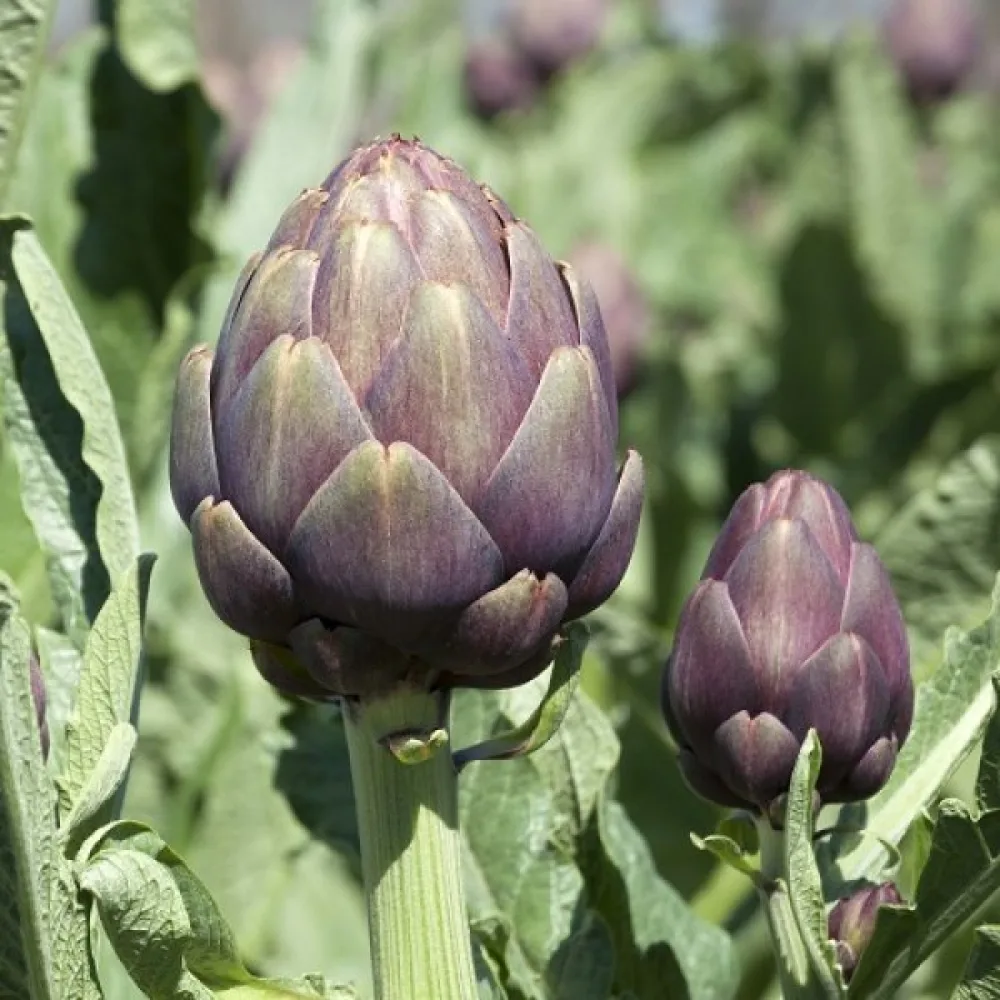 Artisokka 'Violet de Provence'