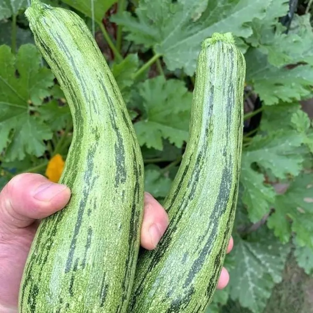 Kesäkurpitsa 'Nimba'