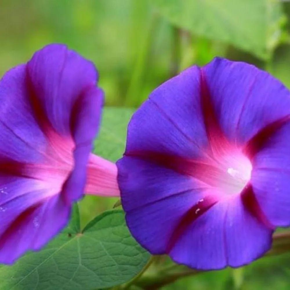 Elämänlanka 'Grandpa Ott' – violetti