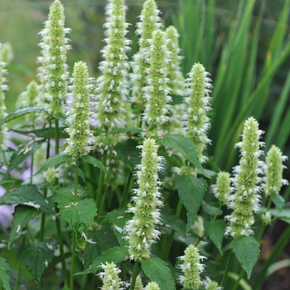 Korea-anisiisoppi Agastache rugosa, valkoinen