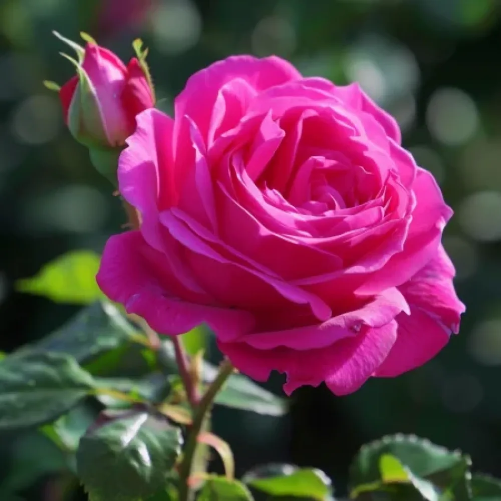 Ruusu 'Blooming Cloud' – paljasjuurinen