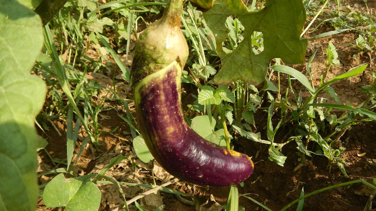 Violetti munakoiso roikkumassa kasvissa